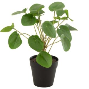 Uměl&aacute; květina J-Line Maryath Pilea 28